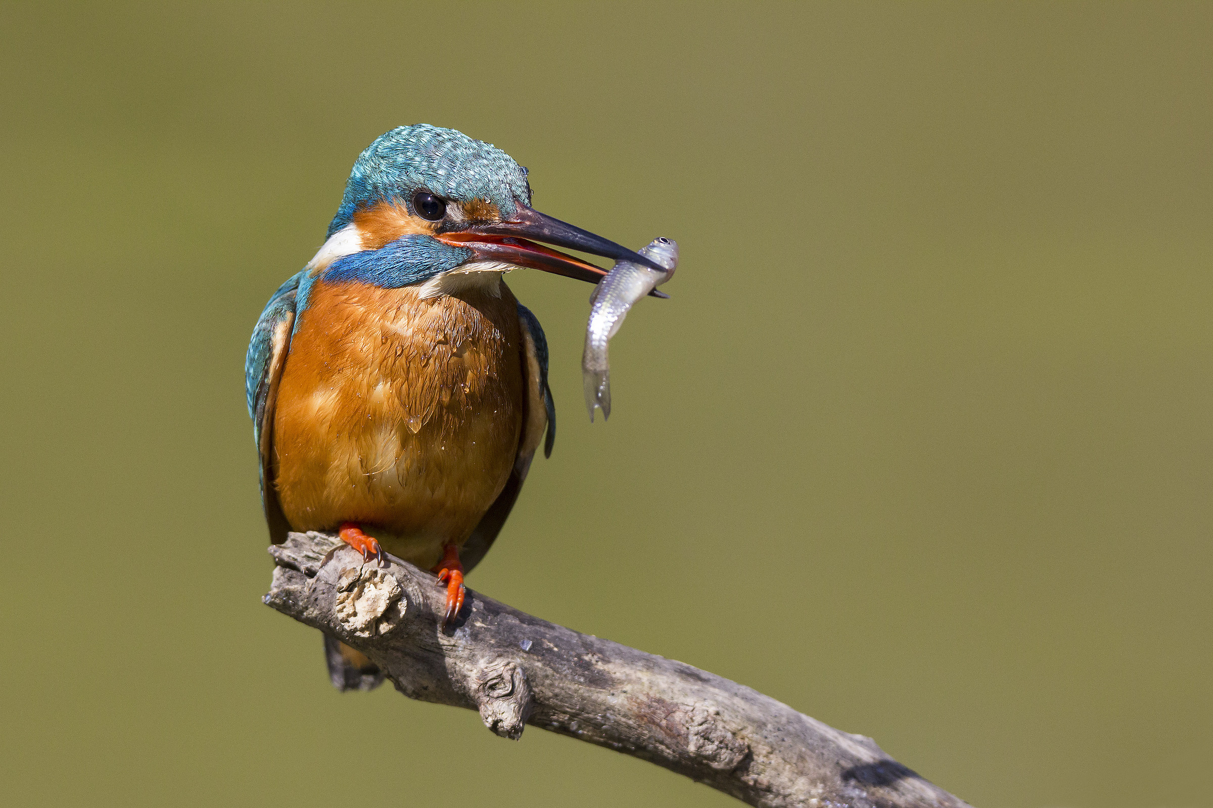 kingfisher with prey...