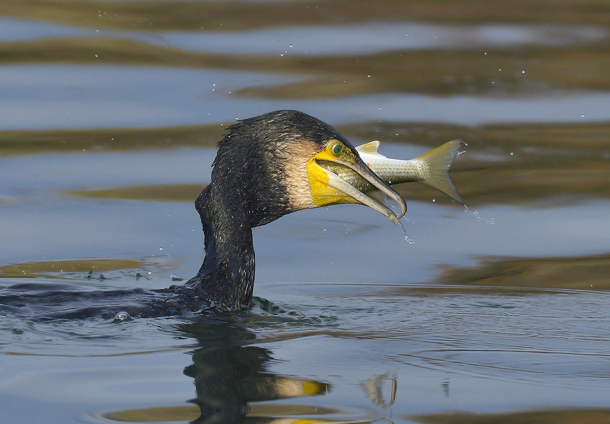 Cormorant with mullet....