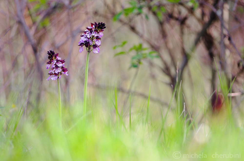 orchis purpurea...