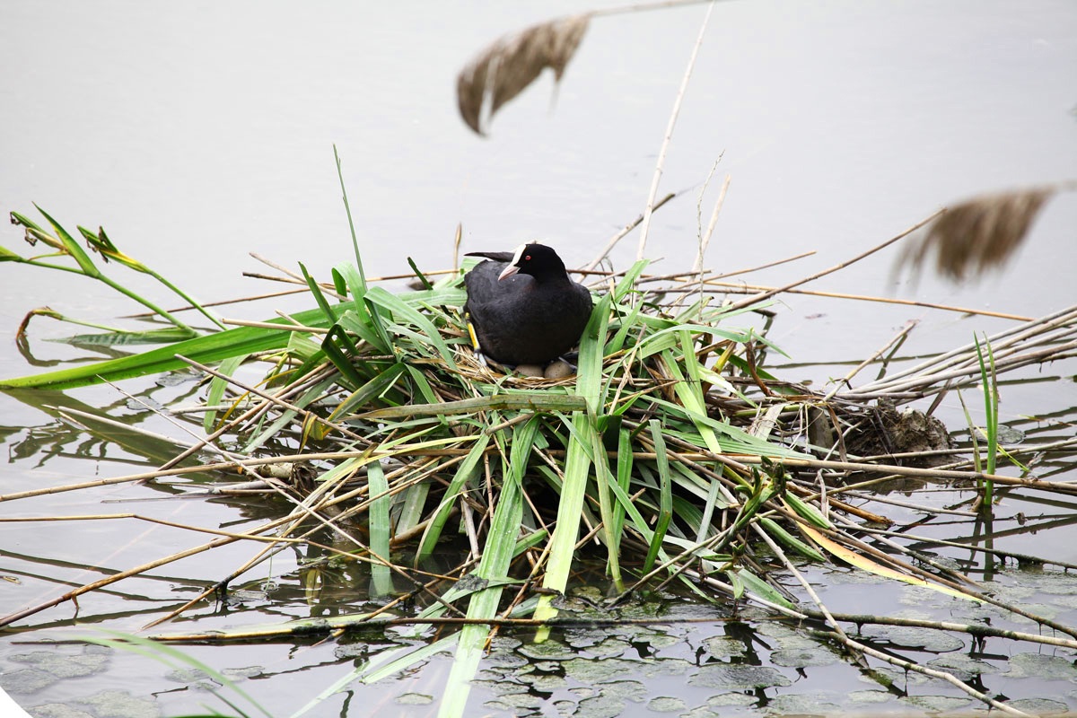 Coot evident in hatching...