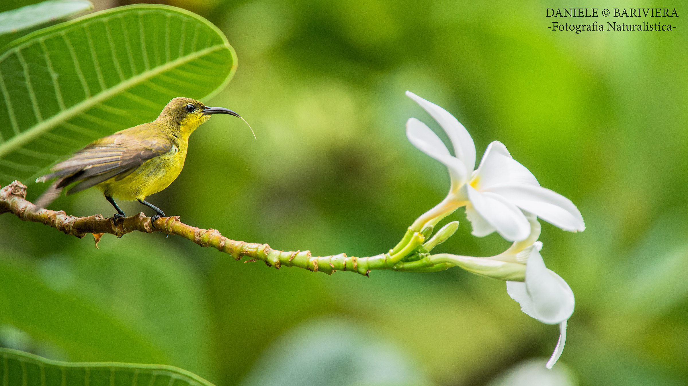 Sunbird in bloom .......