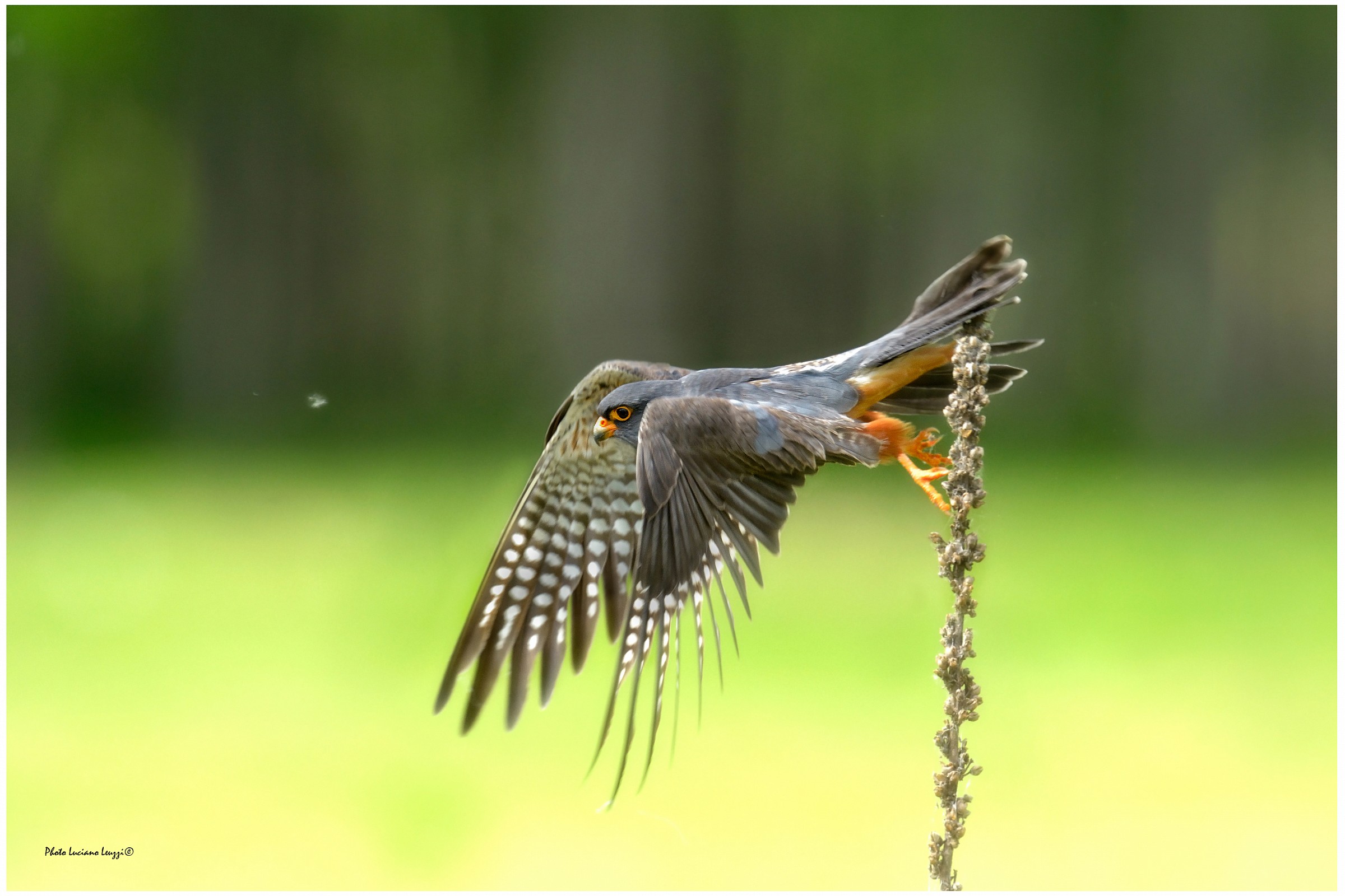 - The distribution - male red-footed falcon...