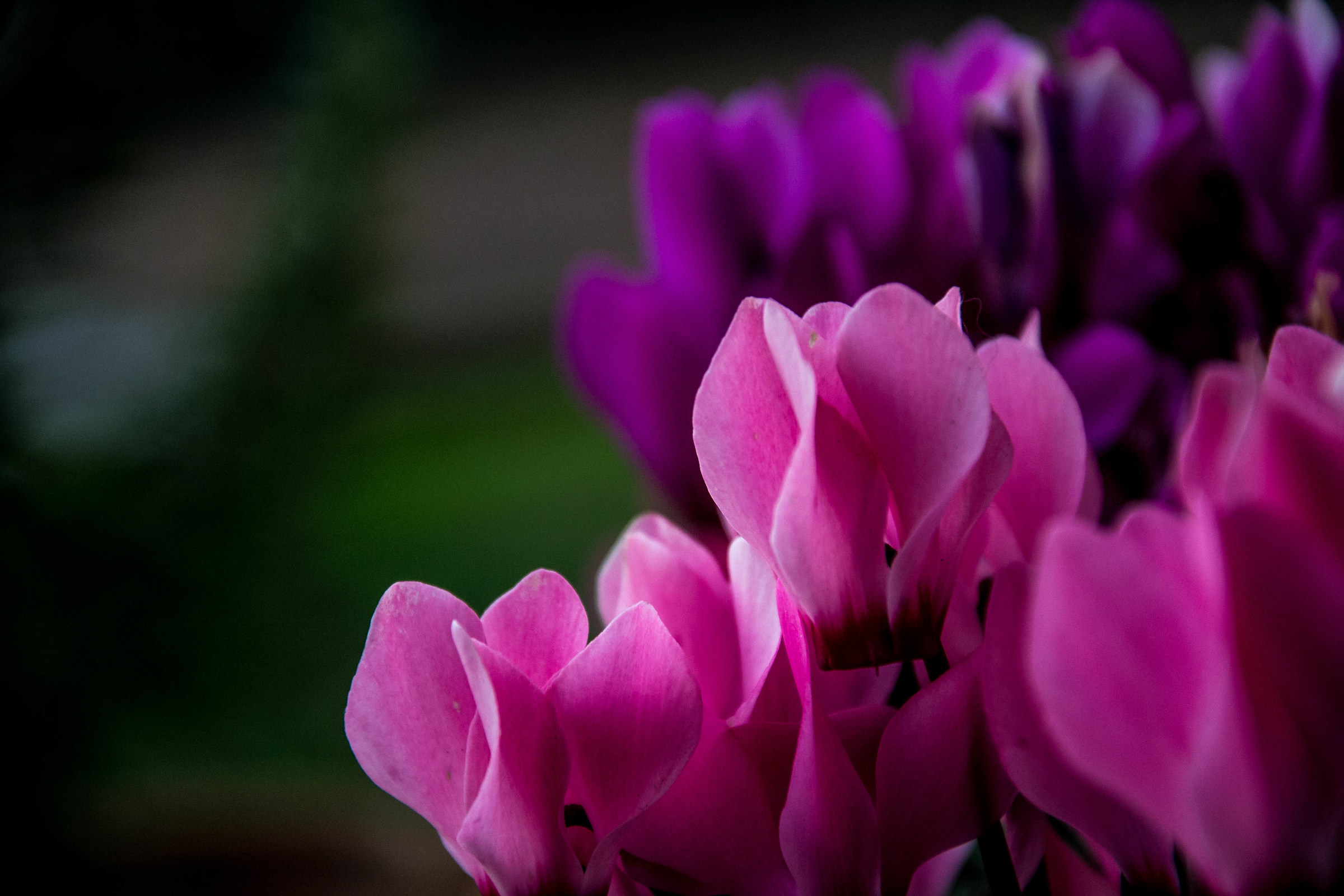 shades of pink...