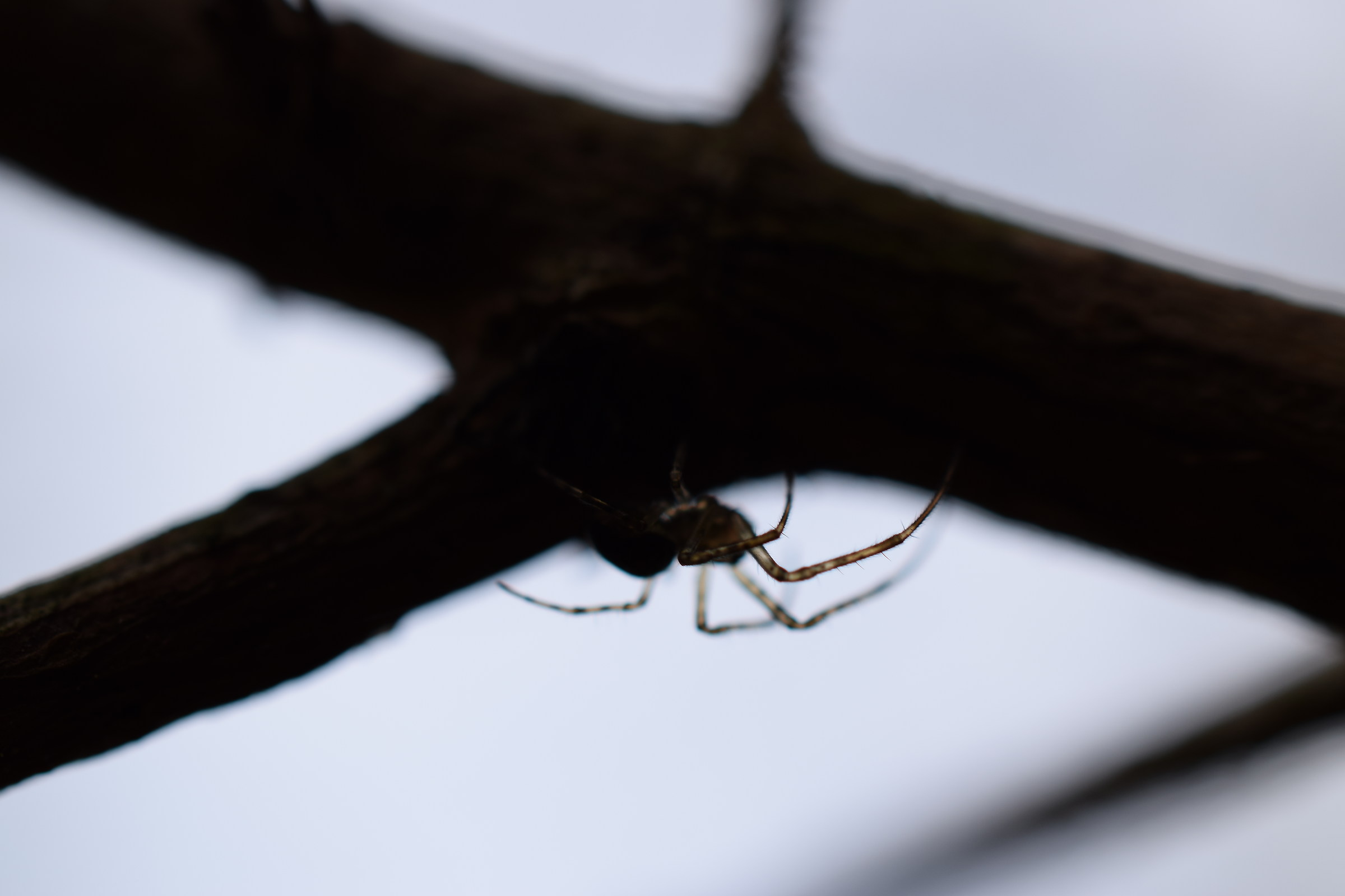 Spider on a Branch...