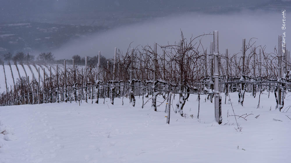 Vineyards in Winter...