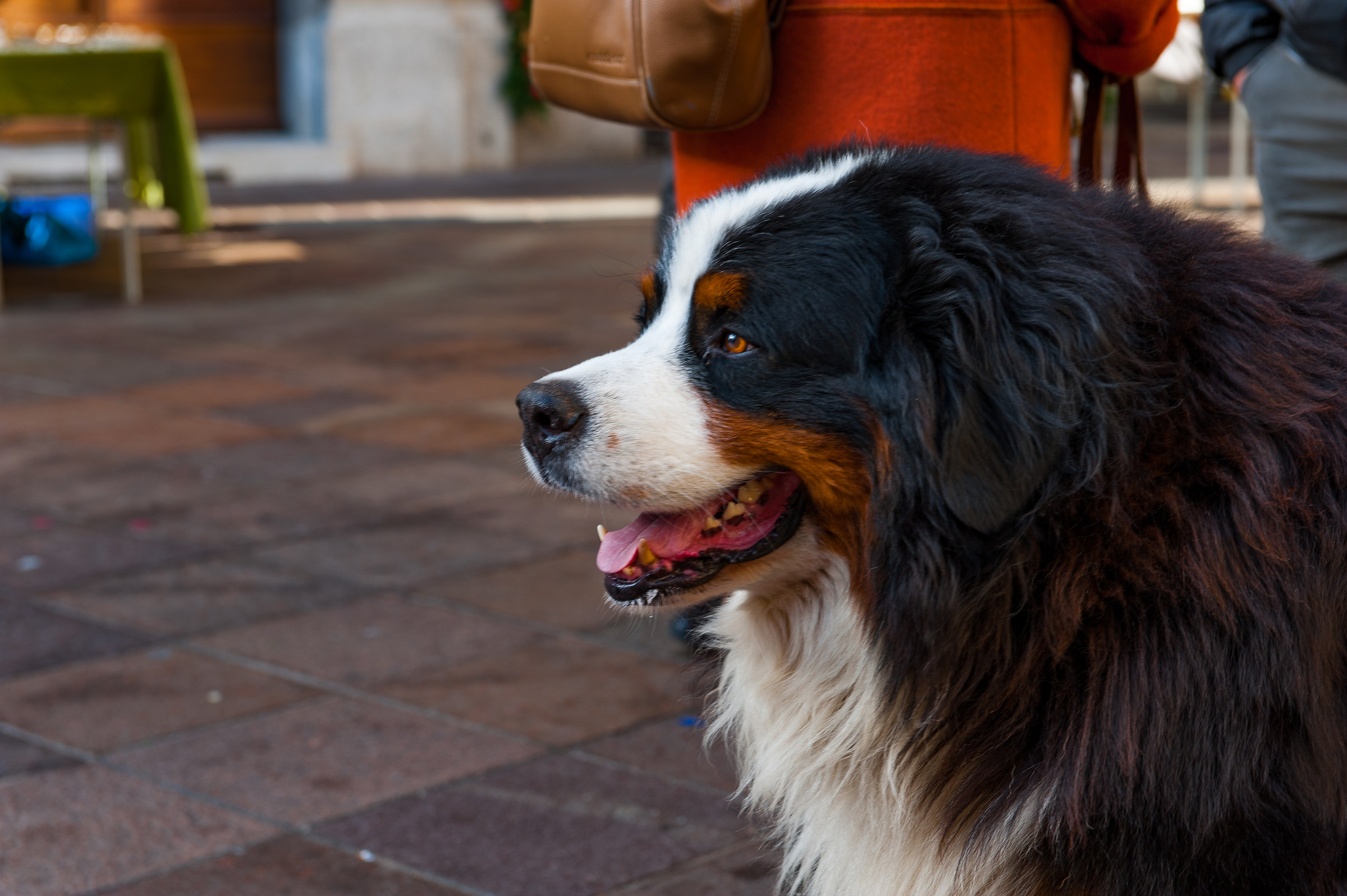 Bovaro del Bernese...