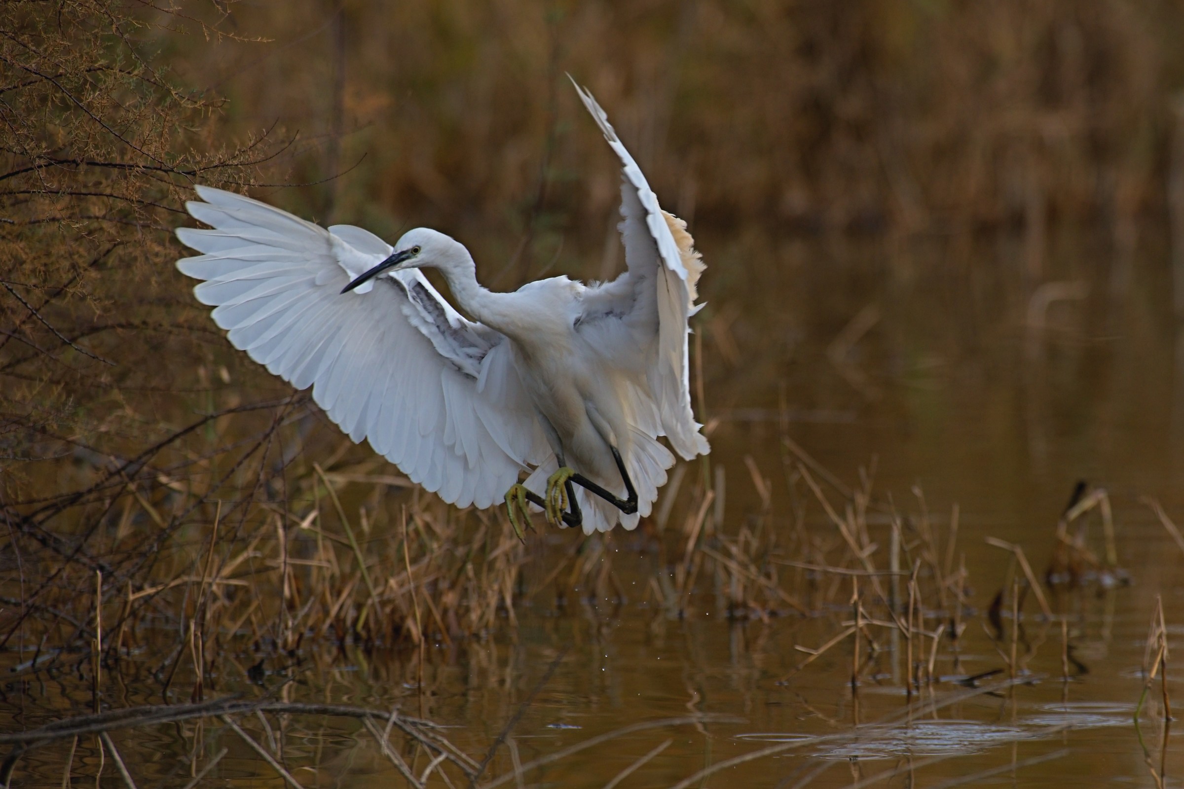 Landing charming ......