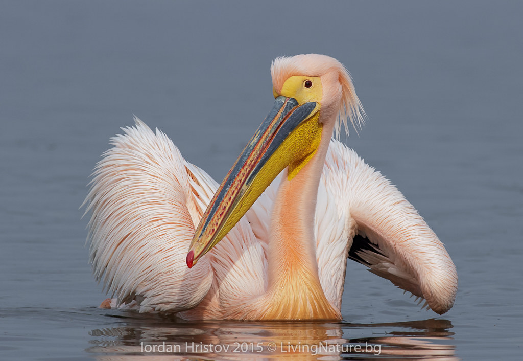 White Pelican Photography...
