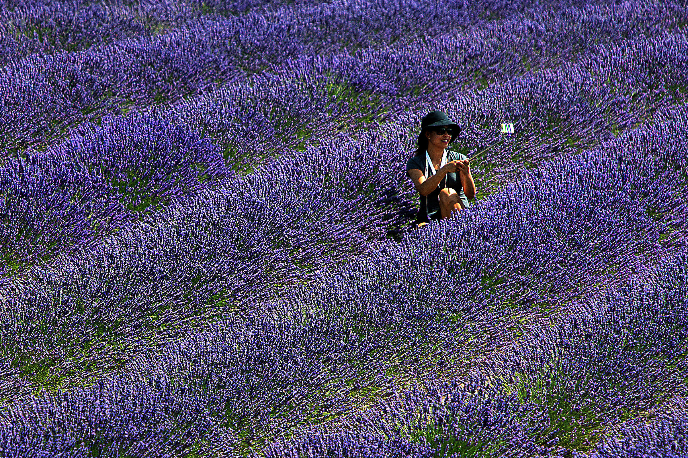 Lavender 3...