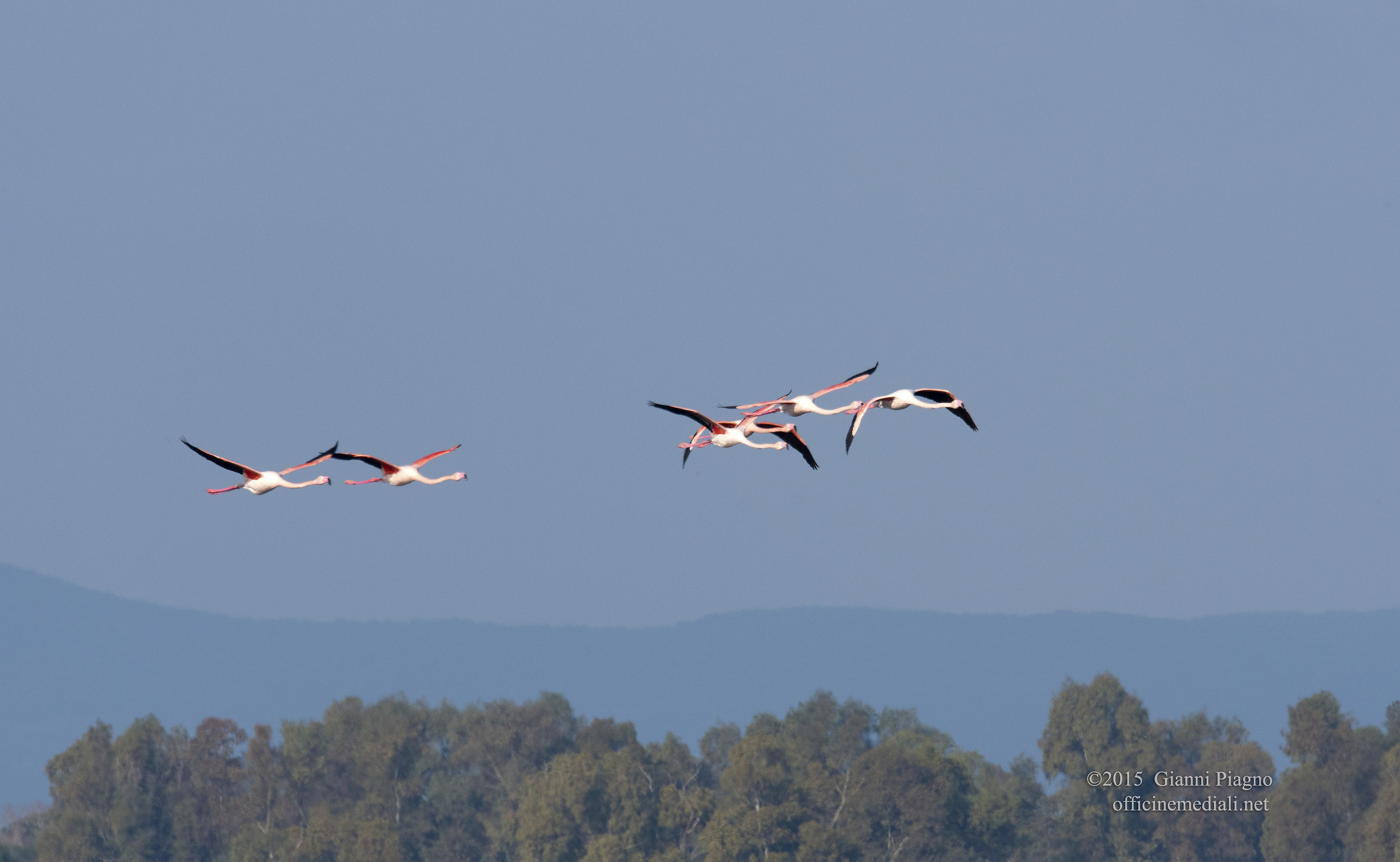 Flamingos in the lagoon of Orbetello...