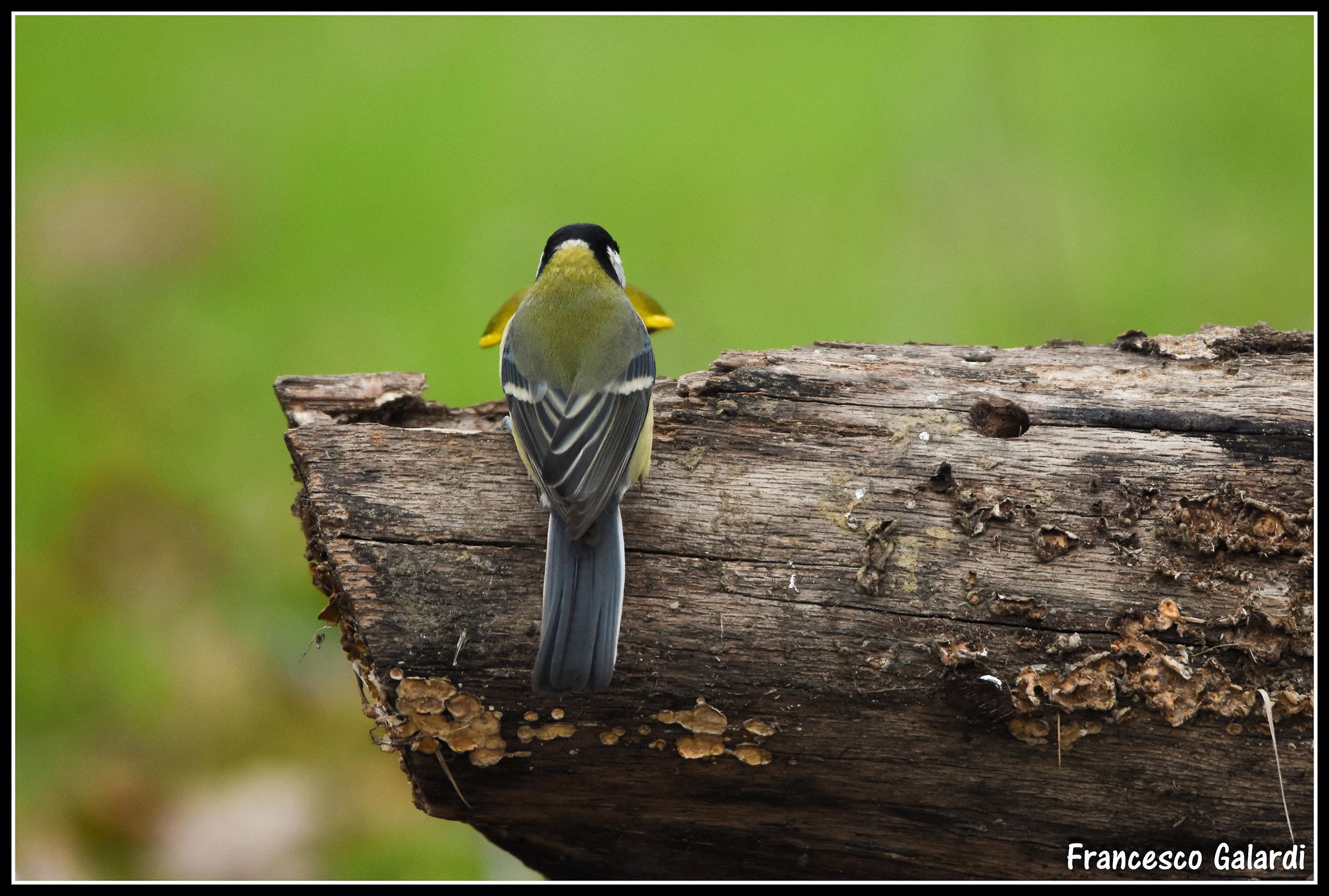 Great Tit - Parus major...