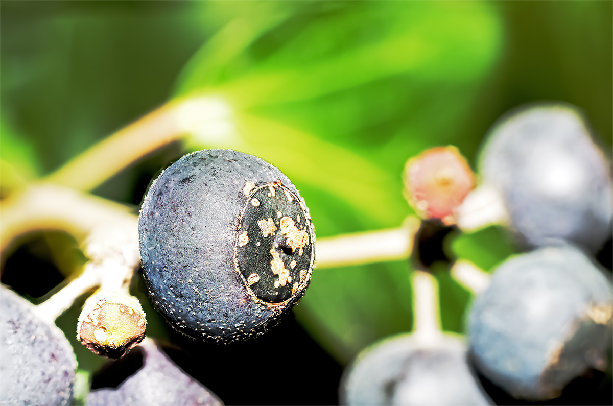 Berry late autumn...