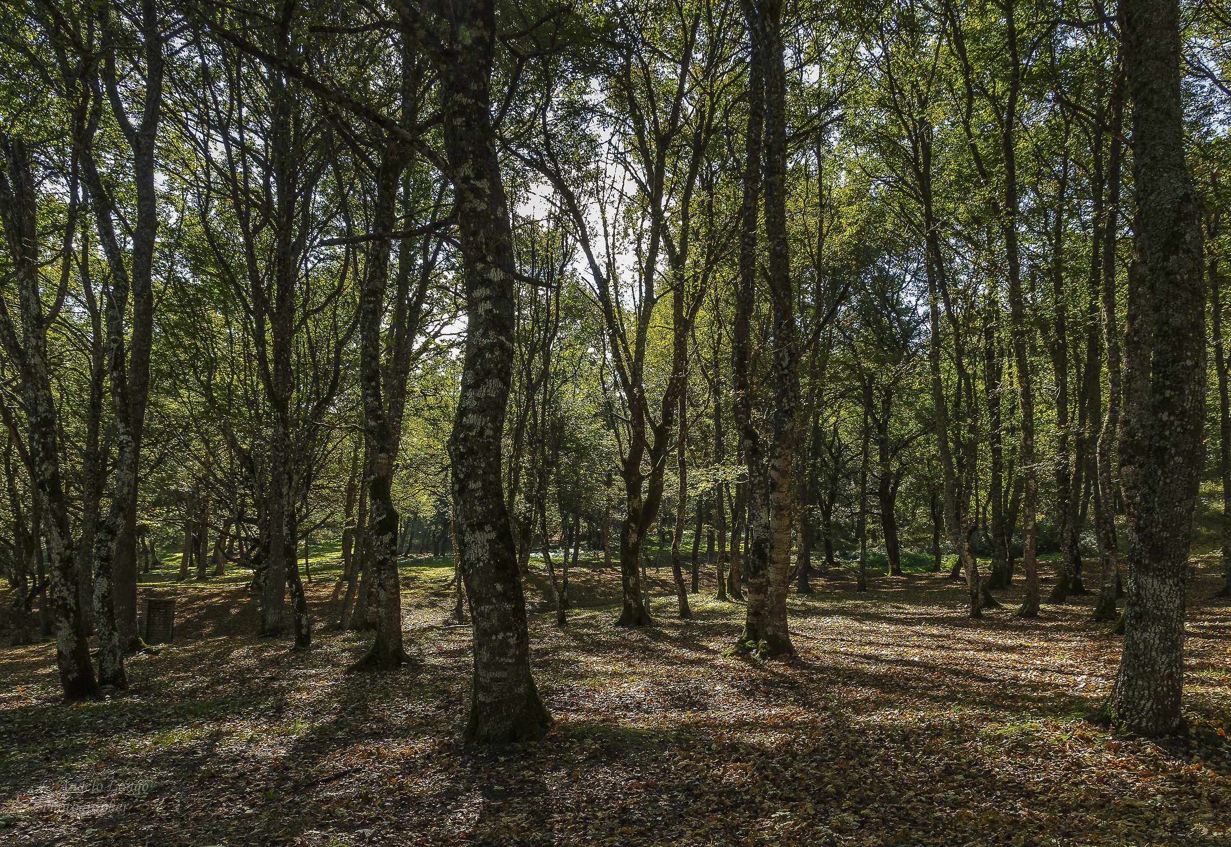 Bosco di Biccari (Apennines Dauno)....