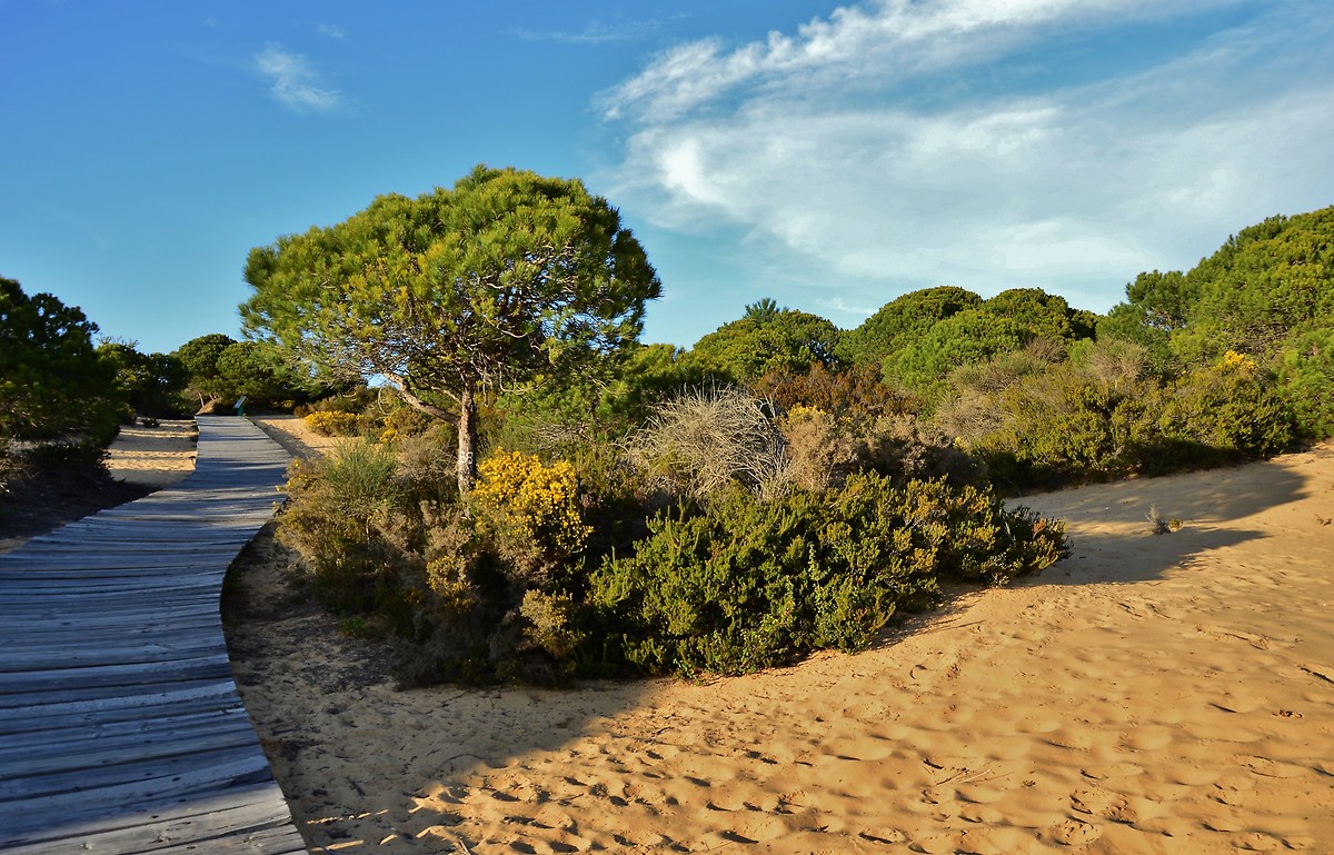 Medano of Asperillo, walk on the dunes...