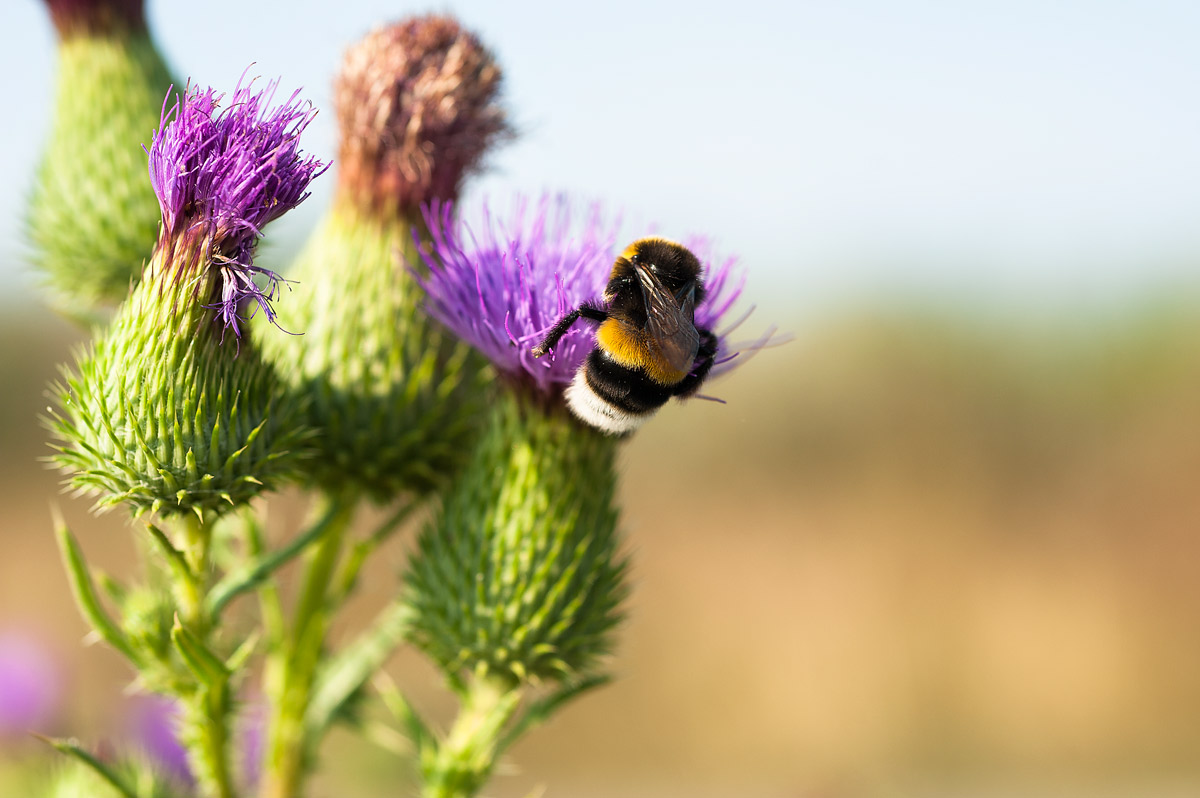 Bumblebee and thistle...