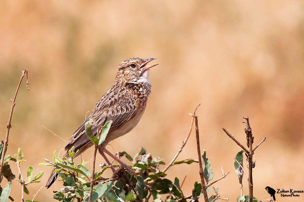 Rufous-naped Lark (Mirafra africana)...