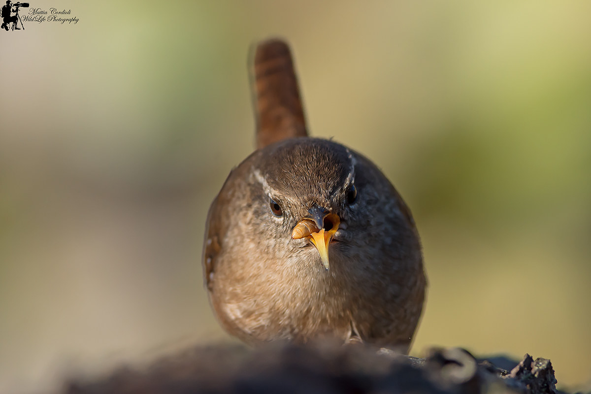 face to face with the wren...
