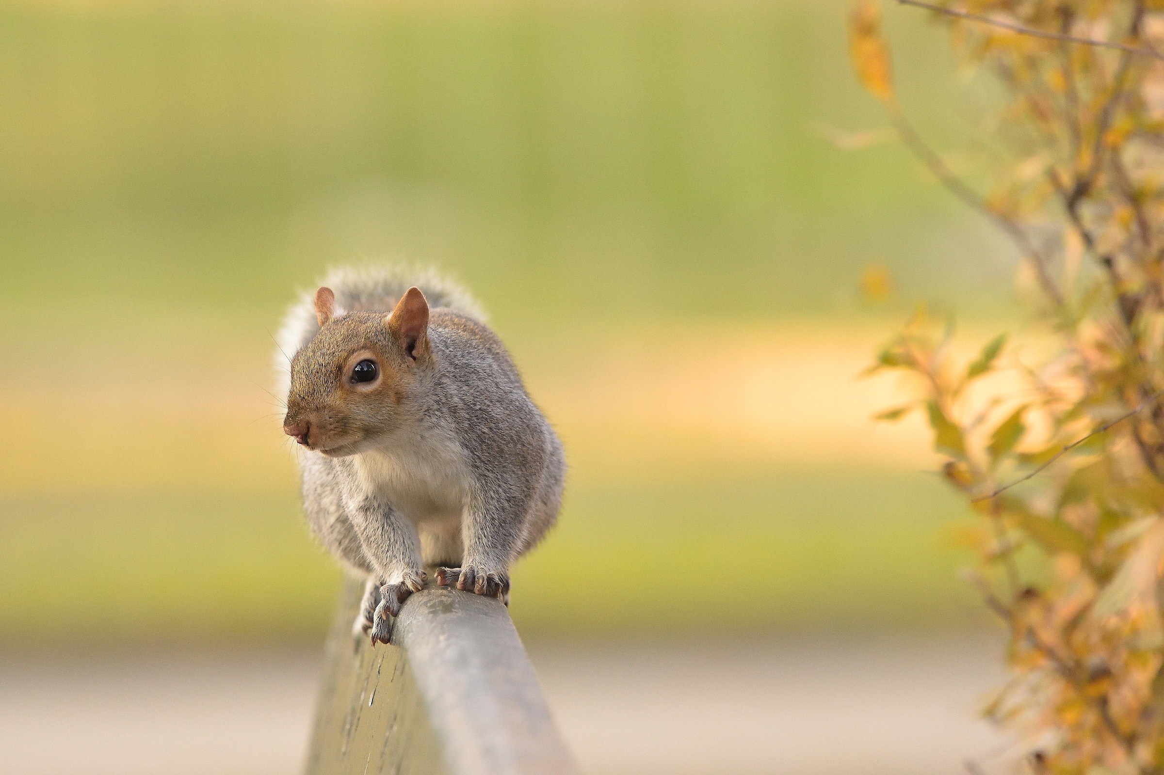 poised..................