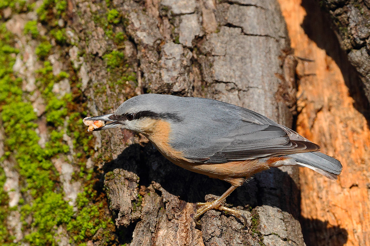 Nuthatch...