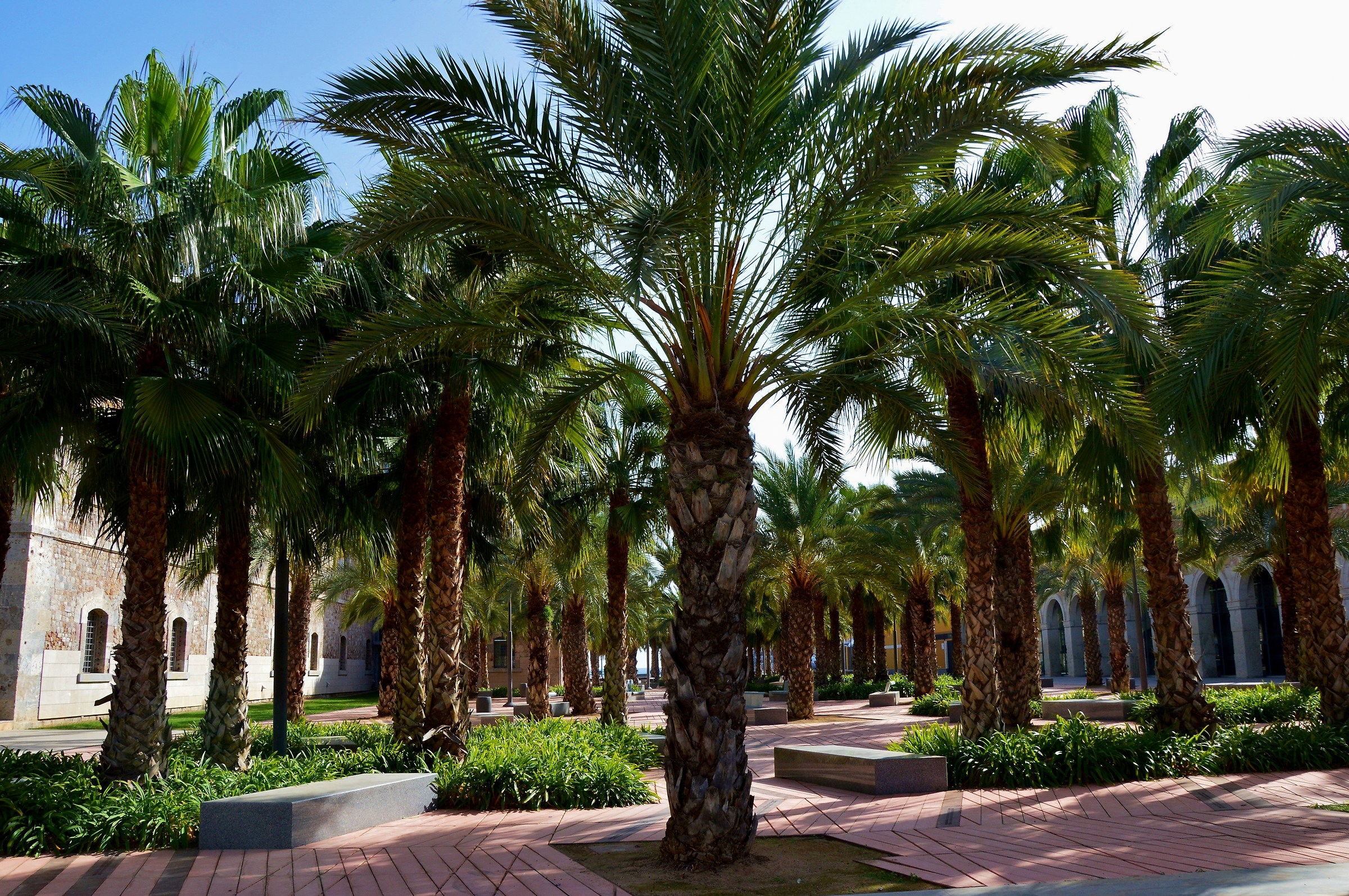 Zona relax all'ombra delle palme nell'area pedonale...
