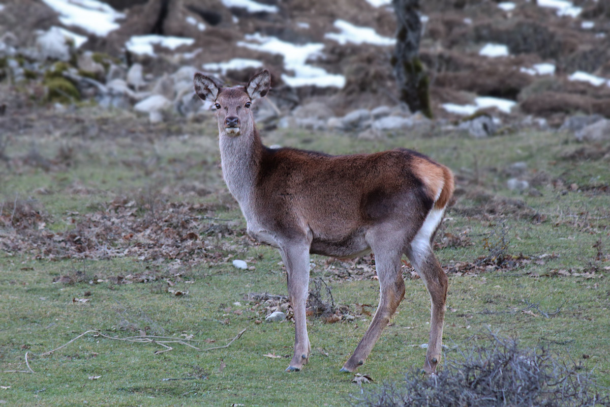 Deer grazing...