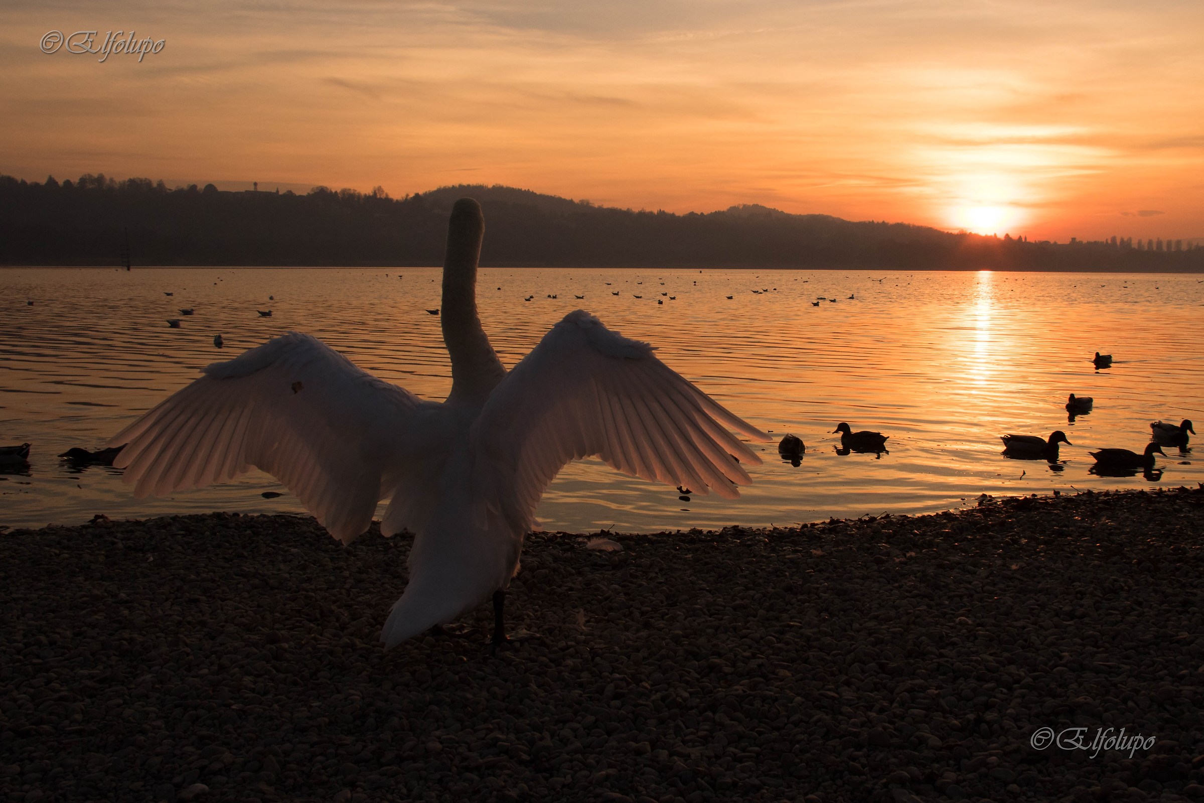 the greeting of the Swan at the sunset...