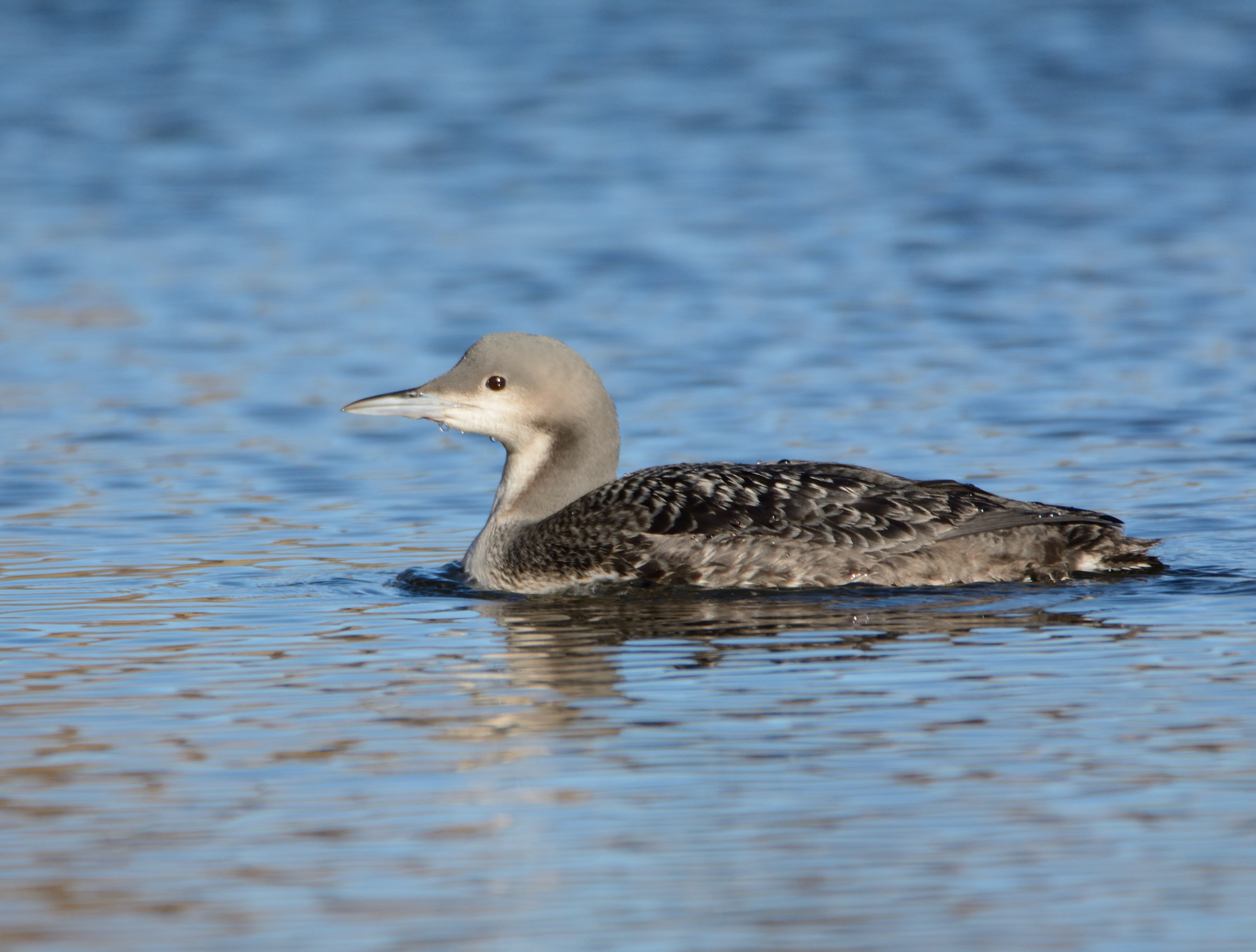 Pacific loon...