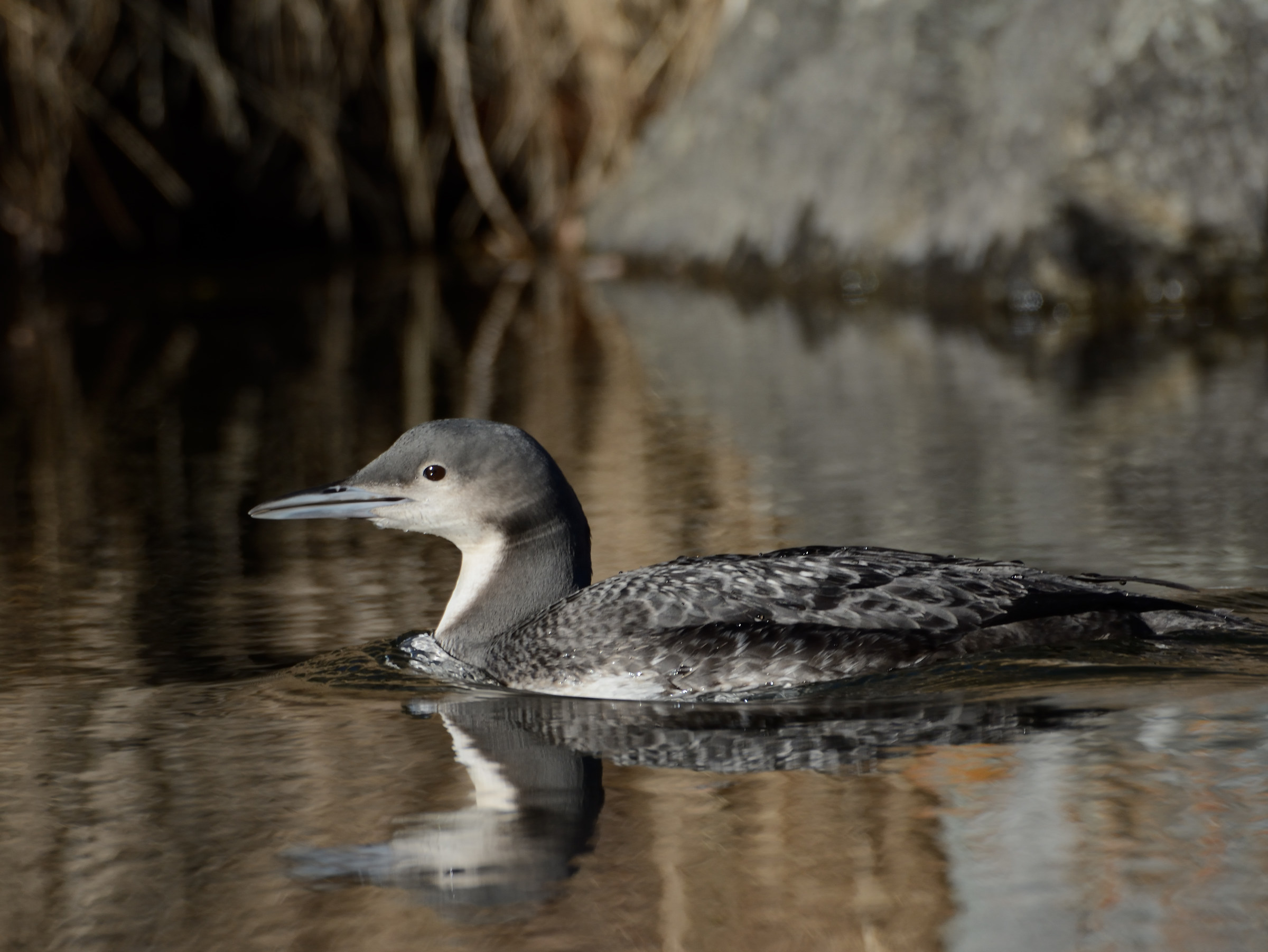 Pacific loon...