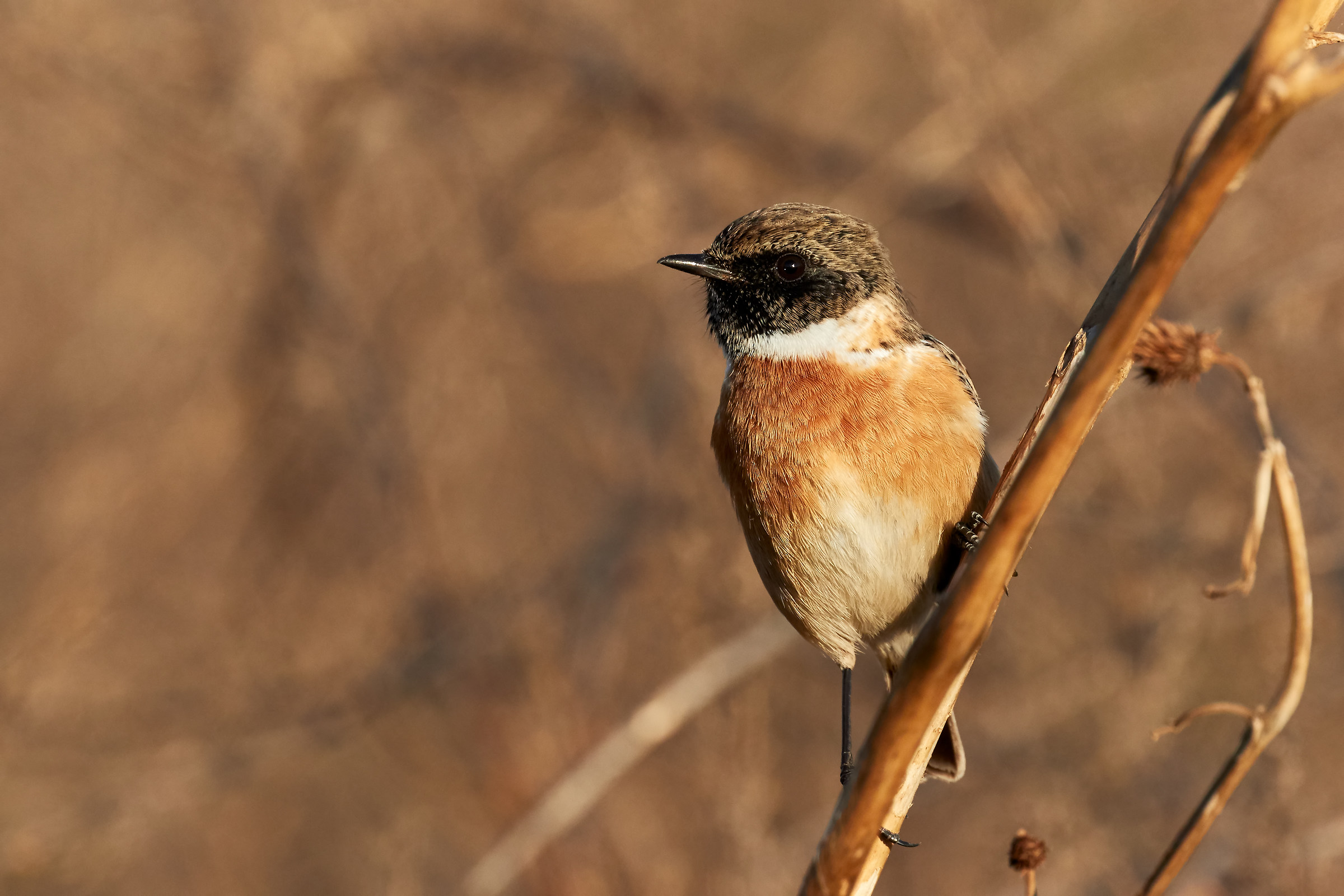 Stonechat...