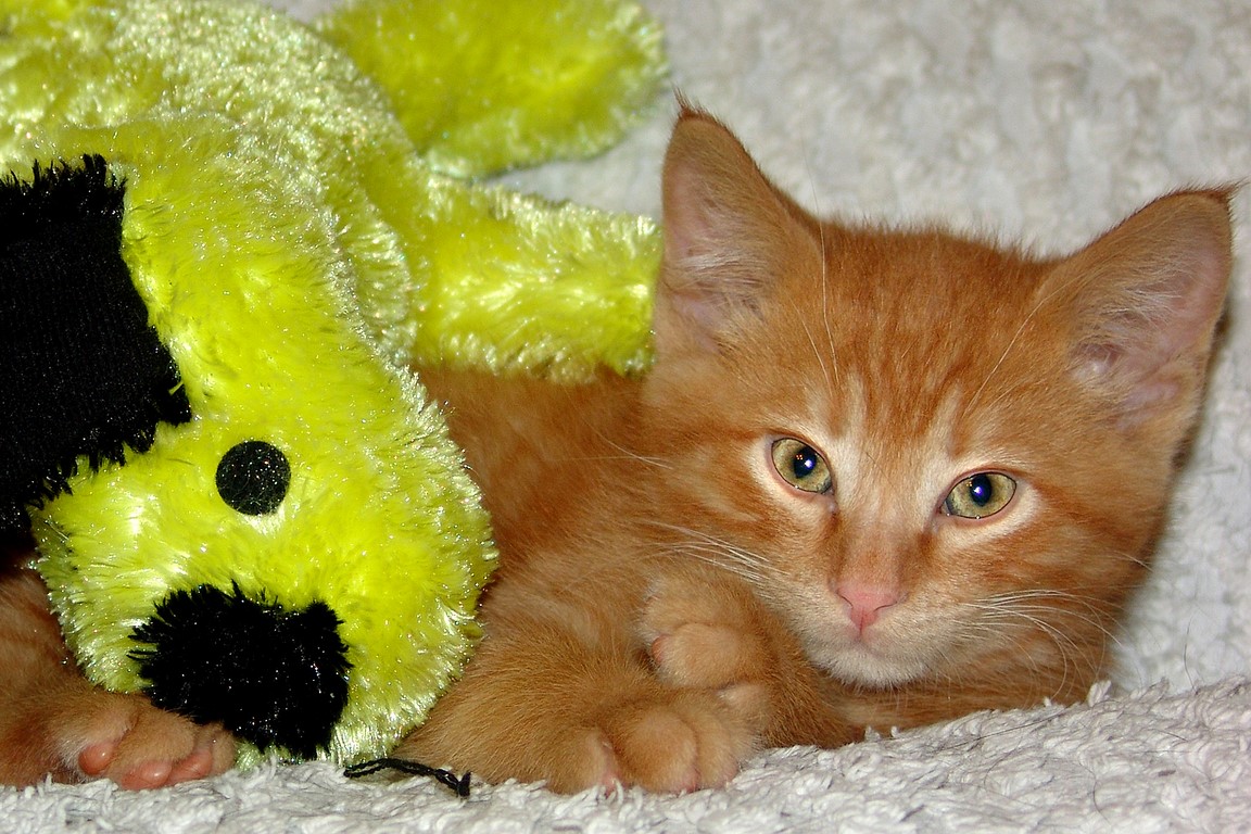 Kitten & Friend...