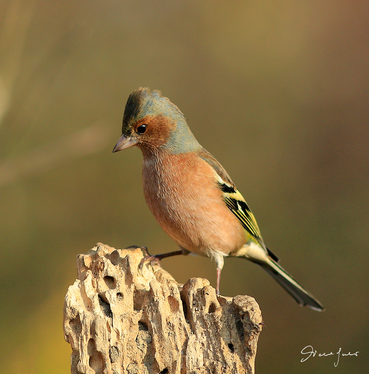 Finch...