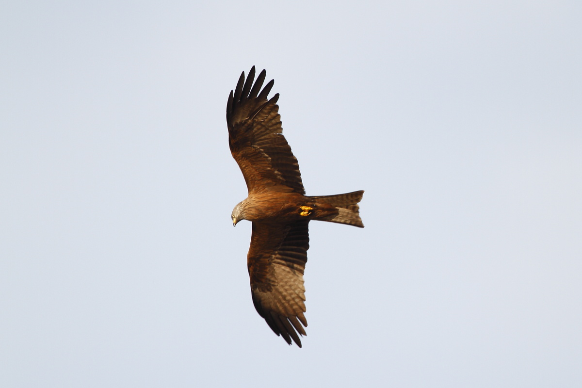 Black Kite...