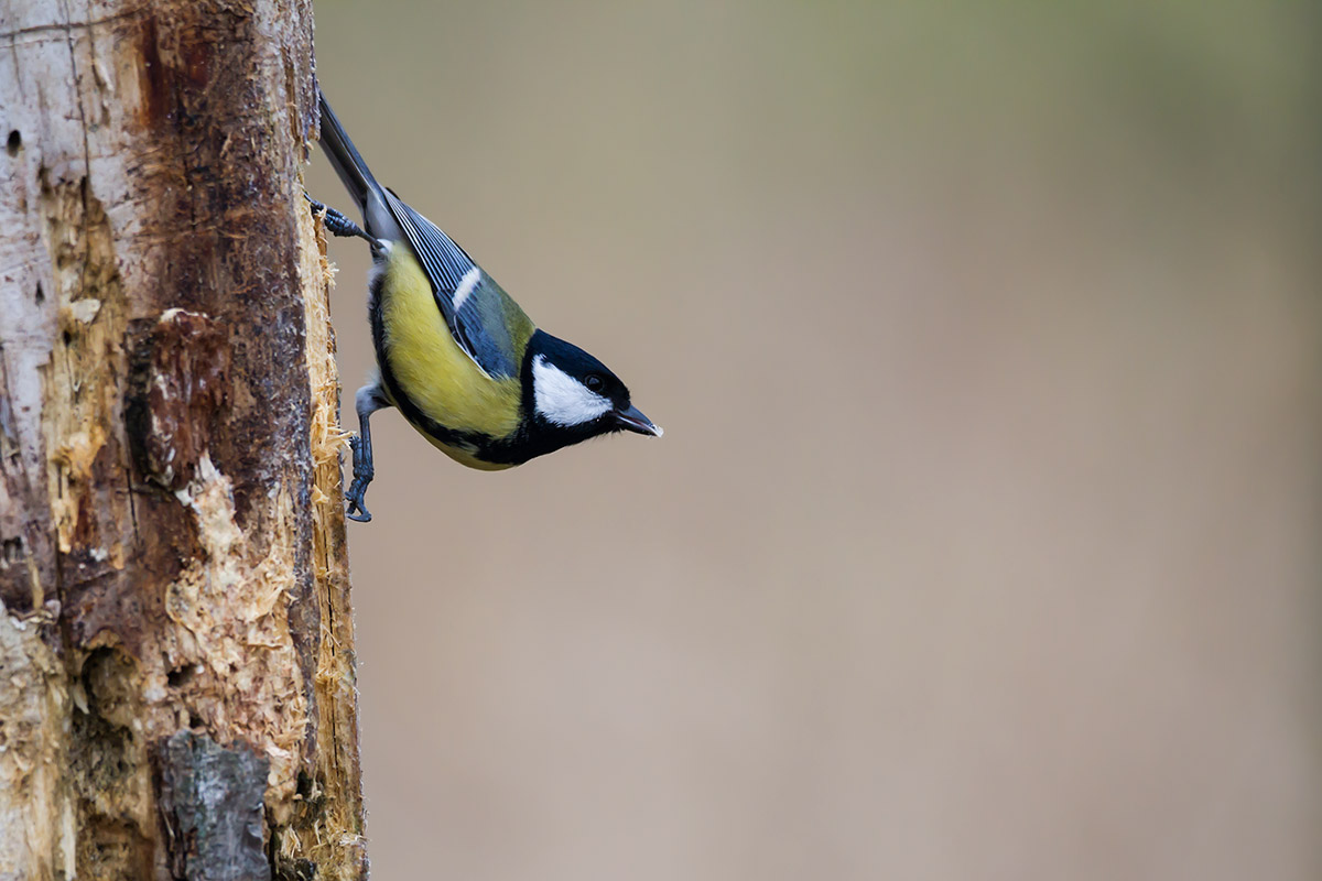 The blue tit...