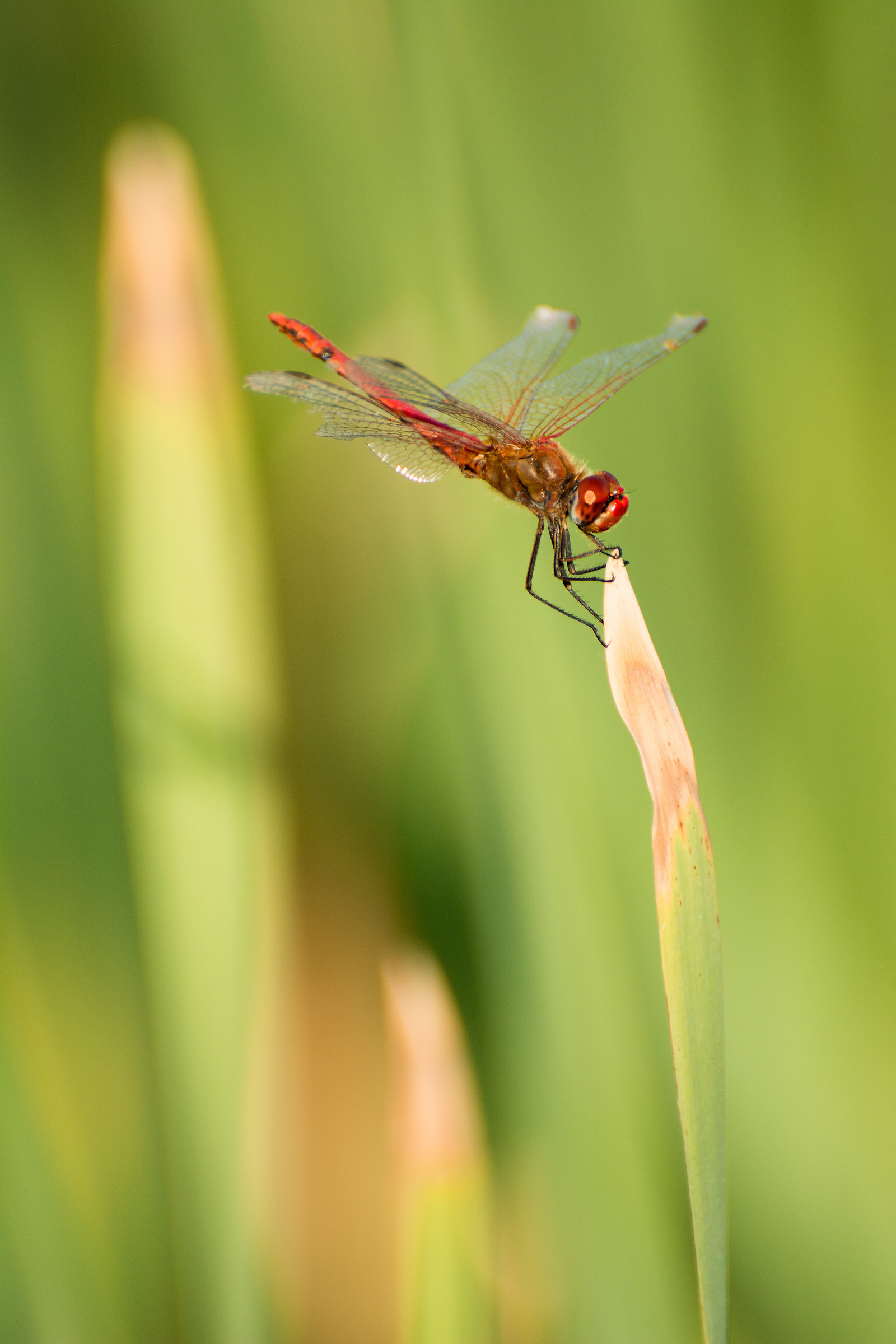 Dragonfly in paddy field...