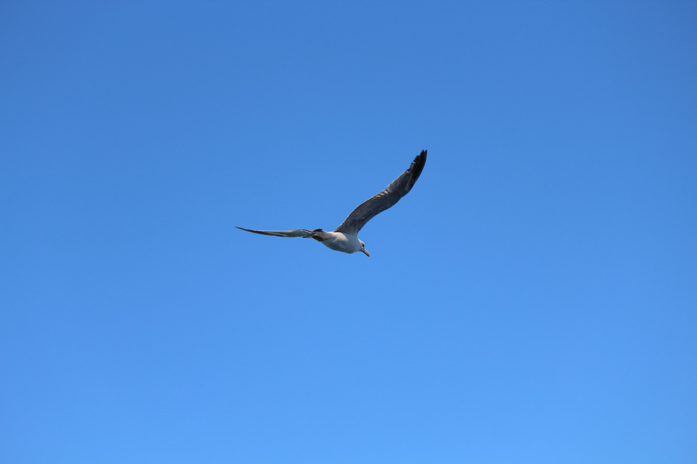 Seagull...