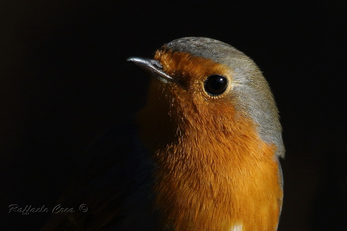 Robin. Portrait...