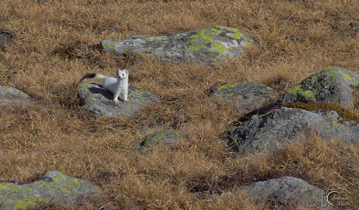 The white ermine...