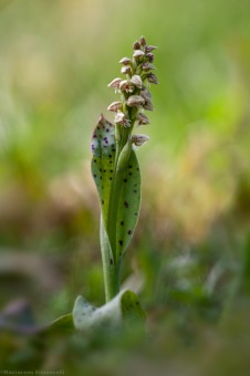 Neotinea maculata