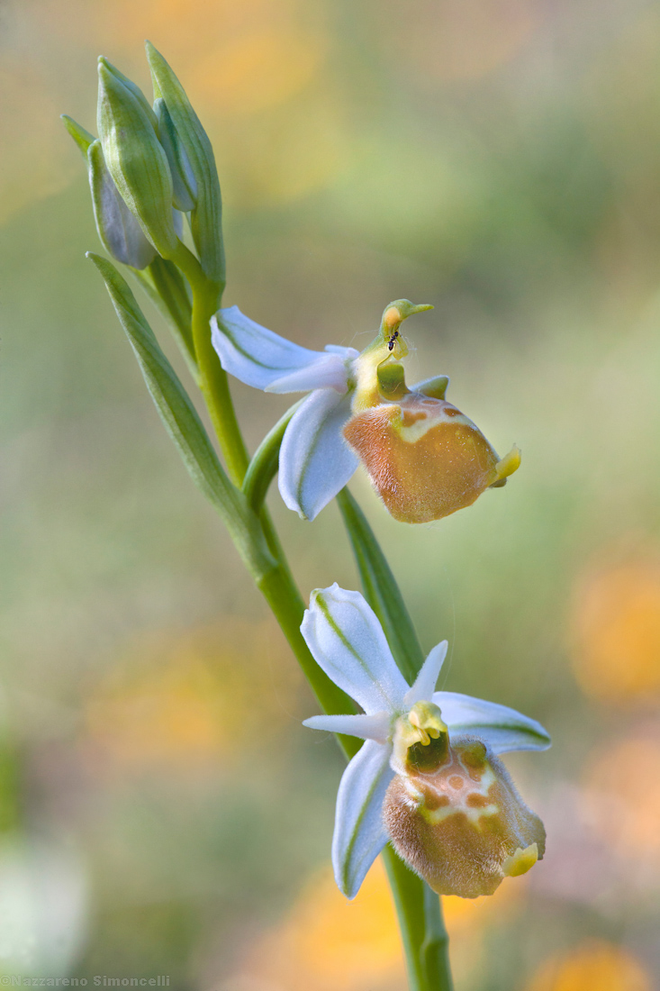 Ophris Holoserica Apocromatica...