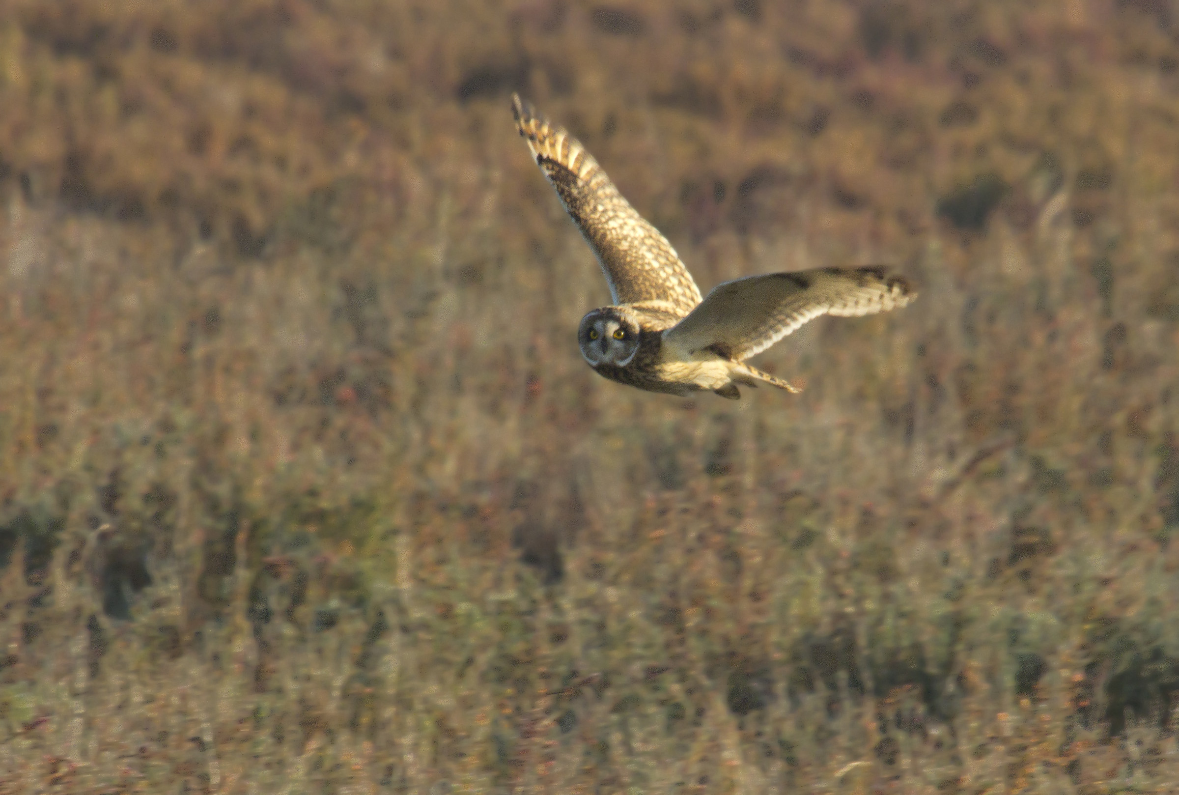 Friend Owl...