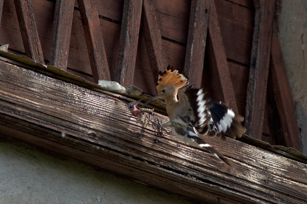Feeding time ...........