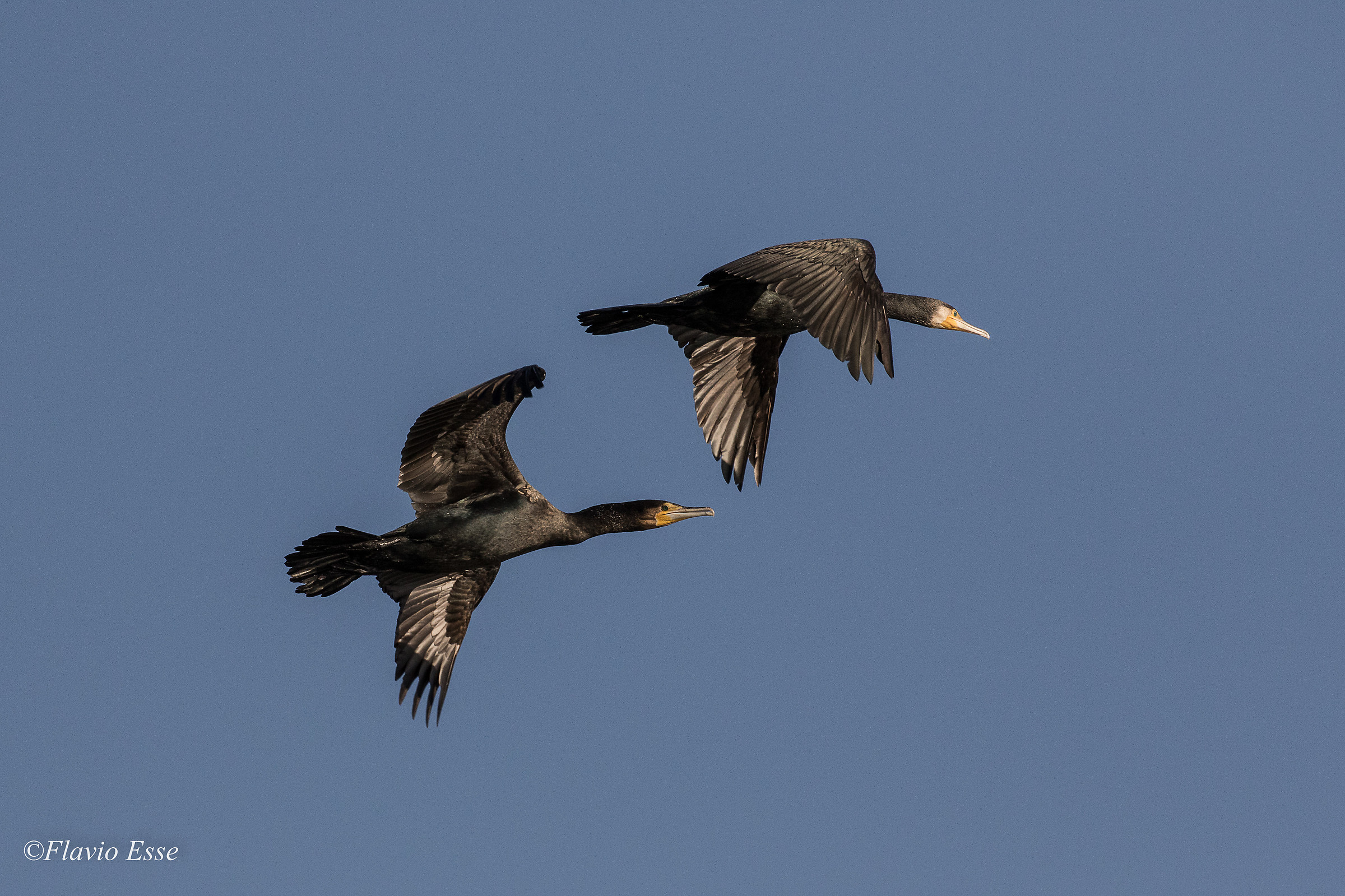 Volo di coppia...