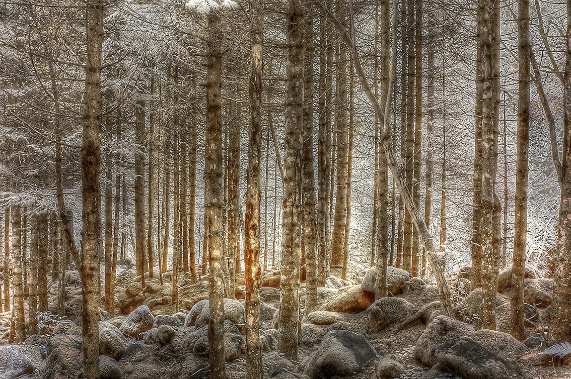 Forest infrared - July 2015...