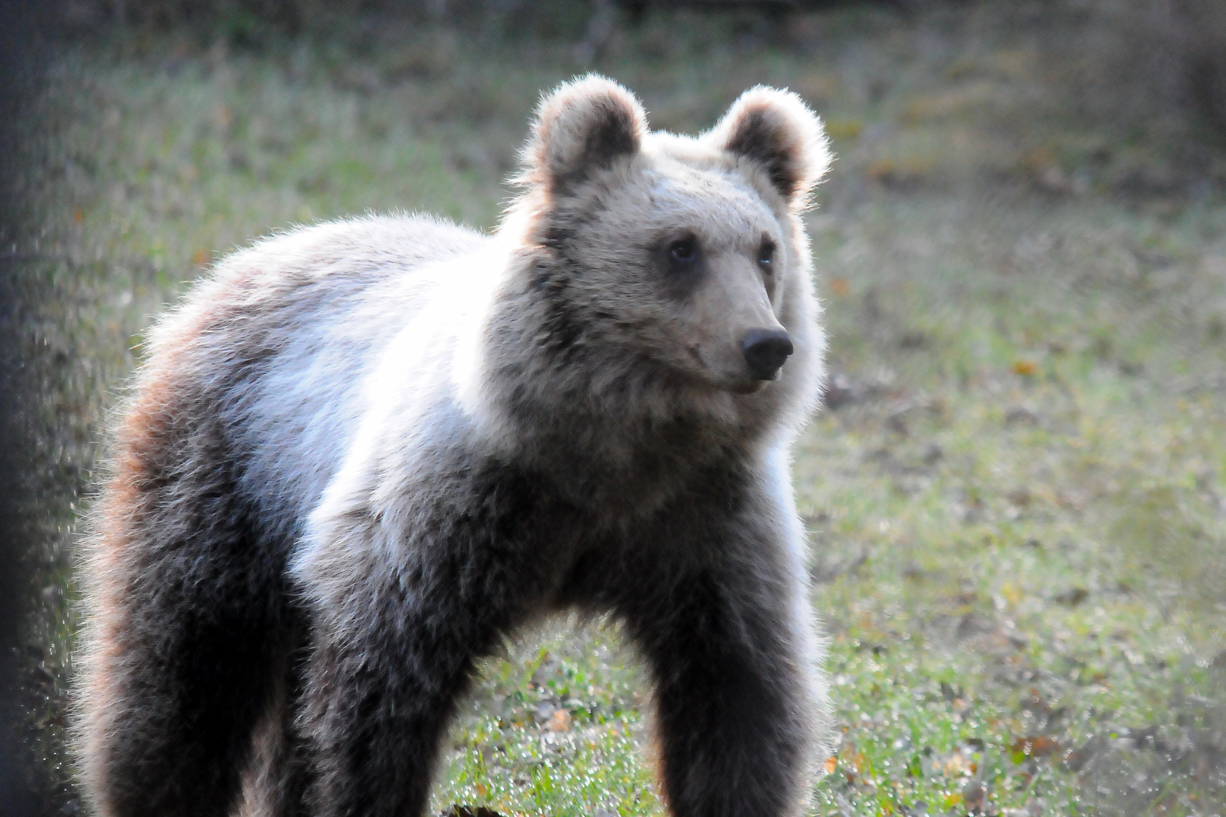 Orso bruno Marsicano2 (wild)...