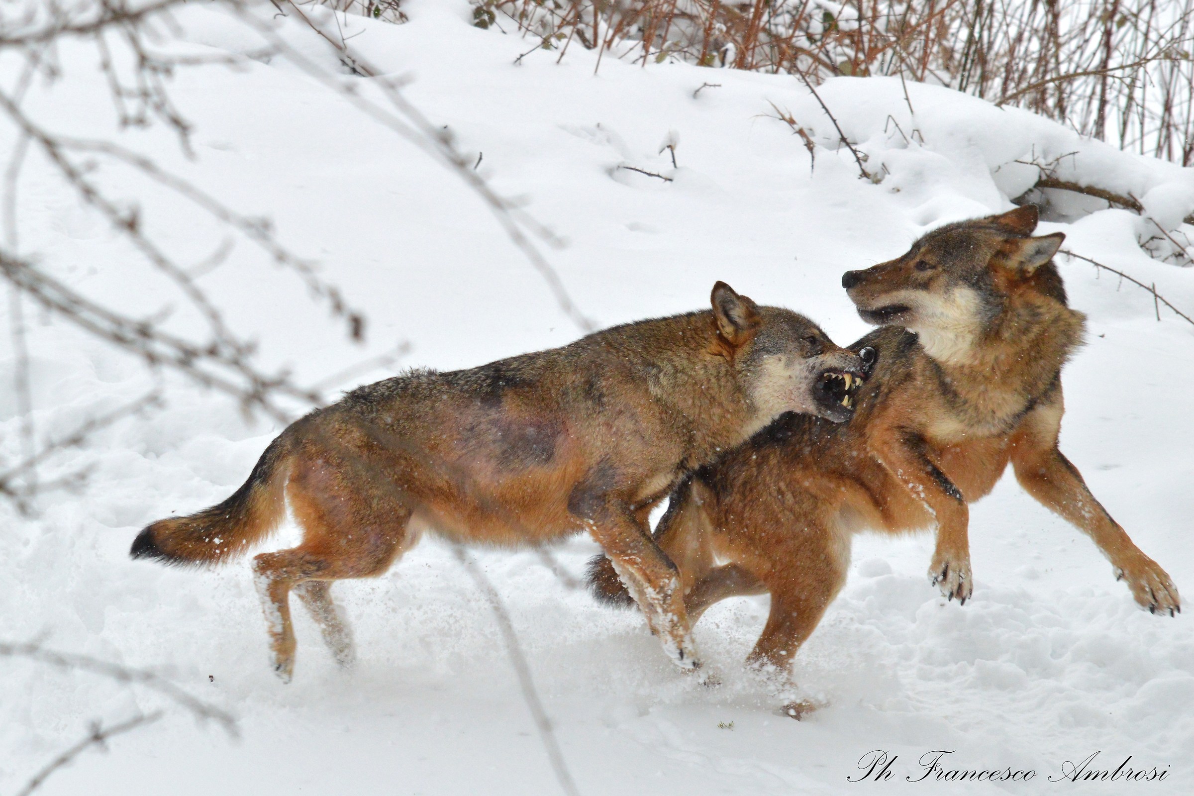 Wolves (wildlife area)...