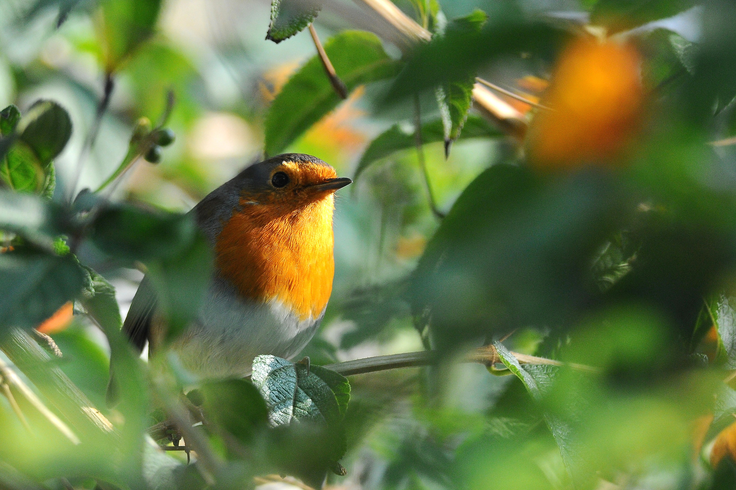 Robin among lantana flowers...