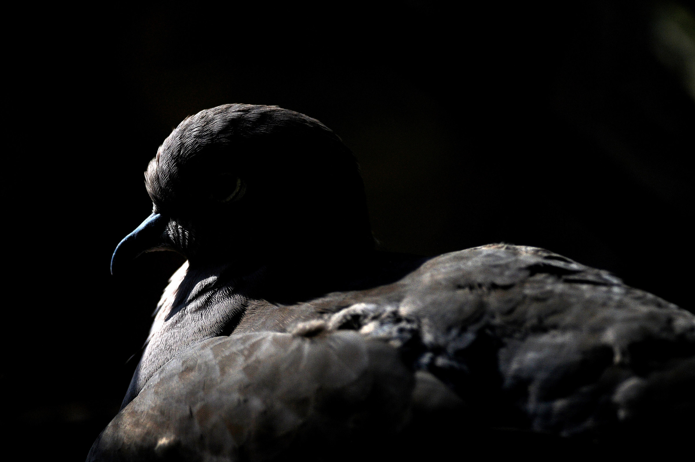 collared dove...