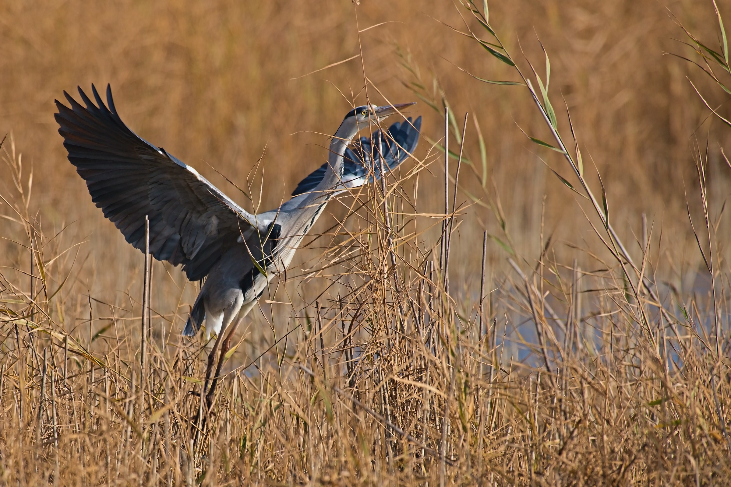 Takeoff from reeds...