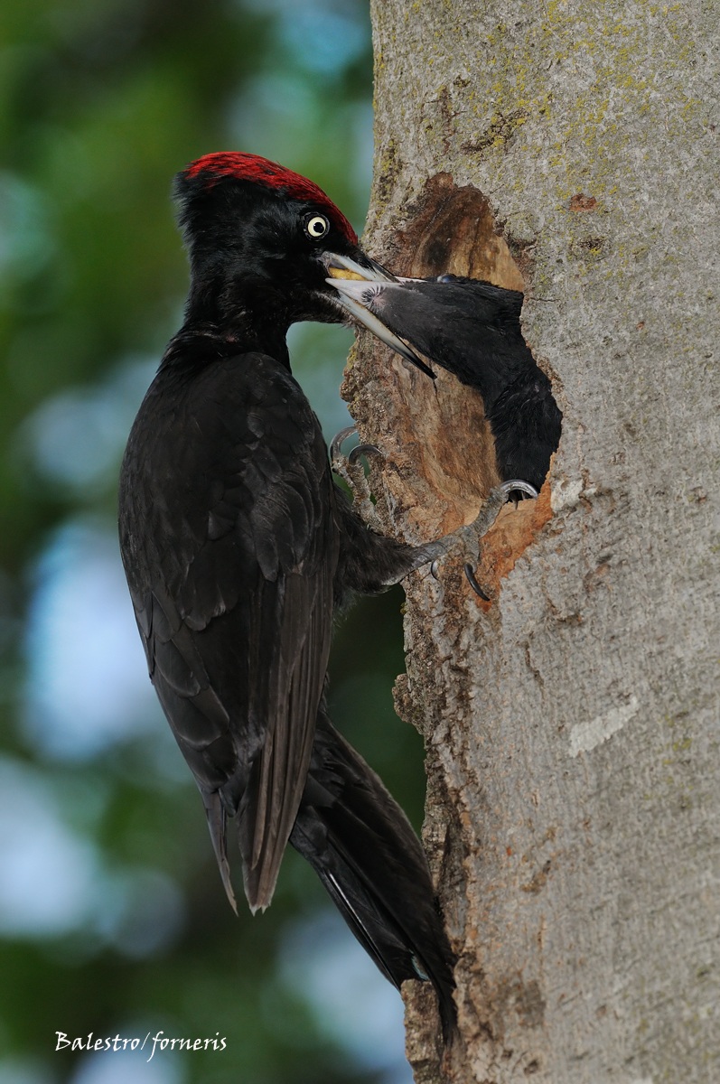 Black Woodpecker (Dryocopus martius)...