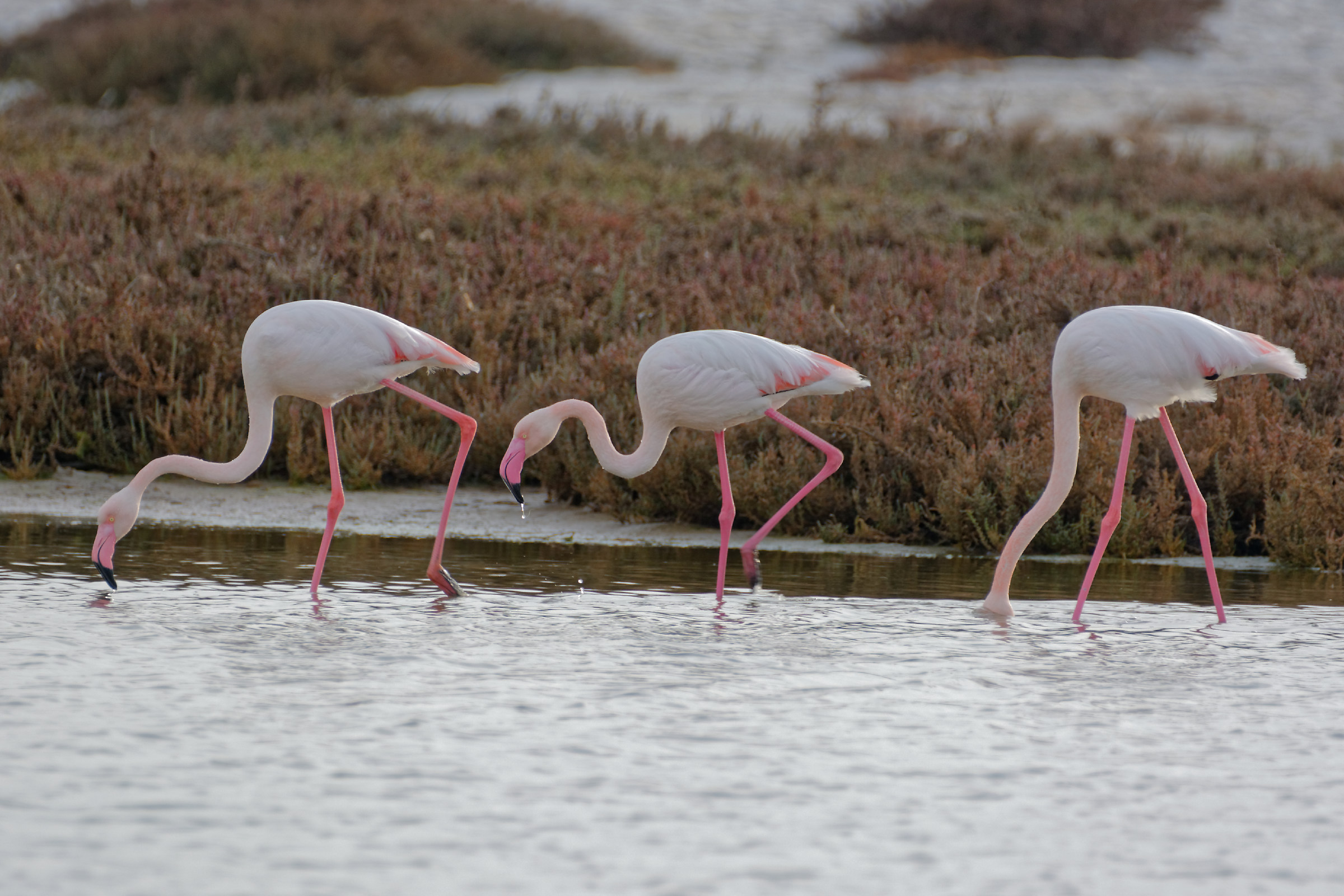 three flamingos...